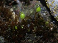 Funaria hygrometrica 1, Gewoon krulmos, Saxifraga-Rutger Barendse