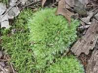 Kussentjesmos Leucobryum glaucum