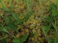 Sphagnum palustre 13, Gewoon veenmos, Saxifraga-Hans Boll