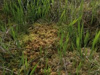 Sphagnum palustre 14, Gewoon veenmos, Saxifraga-Hans Boll