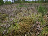 Sphagnum palustre 33, Gewoon veenmos, Saxifraga-Hans Boll