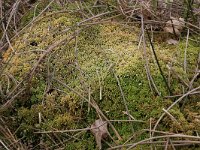 Sphagnum palustre 34, Gewoon veenmos, Saxifraga-Hans Boll