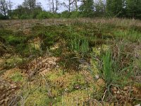 Sphagnum palustre 35, Gewoon veenmos, Saxifraga-Hans Boll