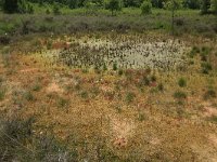 Sphagnum palustre 43, Gewoon veenmos, Saxifraga-Hans Boll