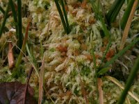 Sphagnum palustre 8, Gewoon veenmos, Saxifraga-Hans Boll