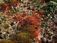 Syntrichia ruralis var arenicola 3, Groot duinsterretje, Saxifraga-Hans Boll