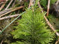 Thuidium tamariscinum 4, Gewoon thujamos, Saxifraga-Rutger Barendse