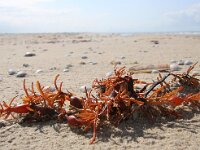 Ascophyllum nodosum 7, Knotswier, Saxifraga-Foto Fitis-Sytske Dijksen