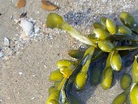 Ascophyllum nodosum 9, Knotswier, Saxifraga-Ben Delbaere  IICSA