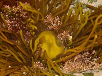 Bifurcaria bifurcata 3, Stemvorkwier, Saxifraga-Foto Fitis-Sytske Dijksen