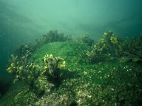 Fucus serratus, Brown Algae