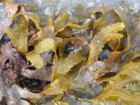 Fucus serratus 10, Gezaagde zee-eik, Saxifraga-Rutger Barendse