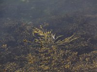 Fucus serratus 9, Gezaagde zee-eik, Saxifraga-Peter Meininger