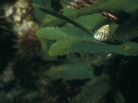 Fucus serratus 2, Gezaagde zee-eik, Saxifraga-Eric Gibcus