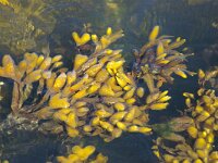 Fucus 4 sp, Zee-eik, Saxifraga-Foto Fitis-Sytske Dijksen