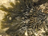 Fucus spiralis, Spiral Wrack