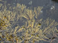 Fucus spiralis 6, Kleine zee-eik, Saxifraga-Willem van Kruijsbergen