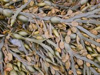 Fucus vesiculosus, Bladder Wrack