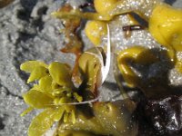 Fucus vesiculosus 2, Blaaswier, Saxifraga-Rutger Barendse