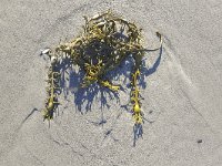 Bladder wrack (Fucus vesiculosus) washed up on sandy beach  Bladder wrack (Fucus vesiculosus) washed up on sandy beach : alga, autumn, beach, black tang, black tany, bladder fucus, bladder wrack, curled, cut weed, dyers fucus, fall, Fucus vesiculosus, green, natural, nature, no people, nobody, non-urban scene, outdoor, outdoors, outside, plant, red fucus, rock wrack, rockweed, rural, rural scene, sand, sandy, sandy beach, sea oak, seaweed, summer, summertime, washed up