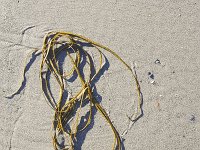 Seaweed washed up on sandy beach  Seaweed washed up on sandy beach : beach, curled, green, sand, sandy, sandy beach, seaweed, washed up, alga, autumn, fall, natural, nature, no people, nobody, non-urban scene, outdoor, outdoors, outside, plant, rural, rural scene, summer, summertime