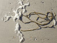 Seaweed washed and foam up on sandy beach  Seaweed washed and foam up on sandy beach : alga, autumn, beach, curled, fall, foam, green, natural, nature, no people, nobody, non-urban scene, outdoor, outdoors, outside, plant, rural, rural scene, sand, sandy, sandy beach, sea foam, seaweed, summer, summertime, washed up