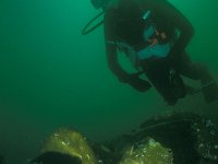 Laminaria ochroleuca, Kelp