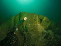 Laminaria ochroleuca 3, Geel vingerwier, Saxifraga-Eric Gibcus