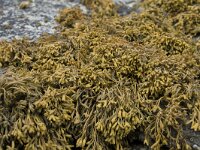 Pelvetia canaliculata 5, Groefwier, Saxifraga-Willem van Kruijsbergen