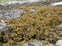 Pelvetia canaliculata 7, Groefwier, Saxifraga-Willem van Kruijsbergen