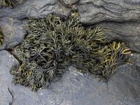 Pelvetia canaliculata 9, Groefwier, Saxifraga-Ed Stikvoort : Quilty