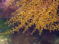 Sargassum muticum 14, Japans bessenwier, Saxifraga-Foto Fitis-Sytske Dijksen