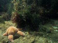 Sargassum muticum 2, Japans bessenwier, Saxifraga-Eric Gibcus