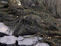 Sargassum muticum 5, Japans bessenwier, Saxifraga-Peter Meininger