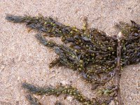 Sargassum muticum 7, Japans bessenwier, Saxifraga-Peter Meininger