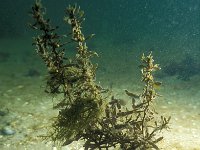 Sargassum muticum 4, Japans bessenwier, Saxifraga-Eric Gibcus