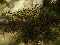 Sargassum vulgare 2, Saxifraga-Willem van Kruijsbergen