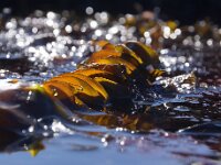 Undaria pinnatifida 5, Wakame, detail, Saxifraga-Foto Fitis-Sytske Dijksen