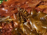 Undaria pinnatifida 9, Wakame, Saxifraga-Foto Fitis-Sytske Dijksen (2)