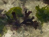 Chondrus crispus 2, Iers mos, Saxifraga-Willem van Kruijsbergen