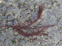 Agardhiella subulata 1, Stijf priemwier, Saxifraga-Peter Meininger