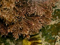 Corallina officinalis 4, Koraalwier, Saxifraga-Foto Fitis-Sytske Dijksen