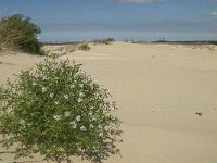 Cakile maritima 12, Zeeraket, Saxifraga-Jan van der Straaten