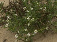 Cakile maritima 18, Zeeraket, Saxifraga-Willem van Kruijsbergen