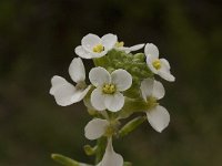 Cakile maritima 19, Zeeraket, Saxifraga-Willem van Kruijsbergen