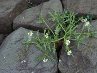 Cakile maritima 2, Zeeraket, Saxifraga-Piet Zomerdijk