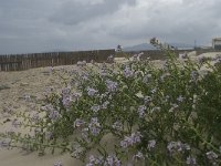 Cakile maritima 24, Zeeraket, Saxifraga-Willem van Kruijsbergen