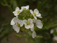 Cakile maritima 26, Zeeraket, Saxifraga-Willem van Kruijsbergen