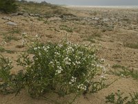 Cakile maritima 28, Zeeraket, Saxifraga-Willem van Kruijsbergen