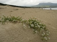 Cakile maritima 30, Zeeraket, Saxifraga-Willem van Kruijsbergen